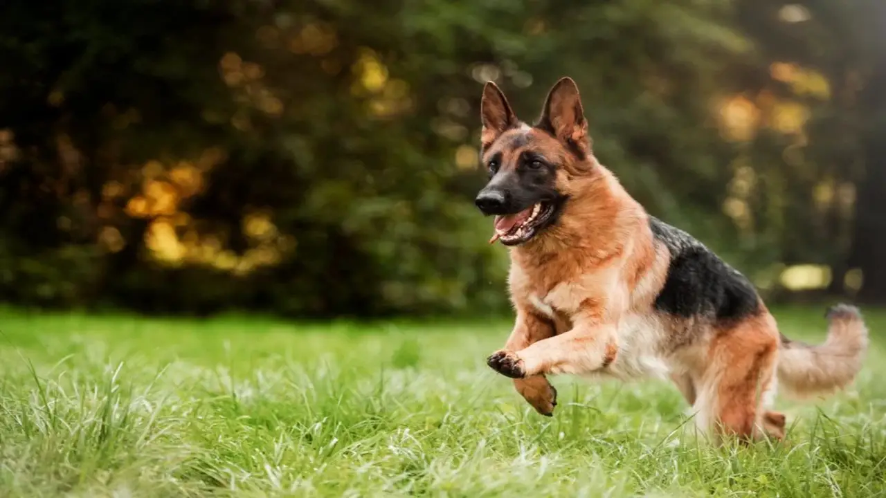 10 Tips For Raising The Coonhound- German Shepherd Mix