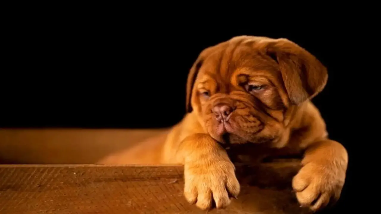 10 Tips For Raising The Golden Retriever Bulldog Mix