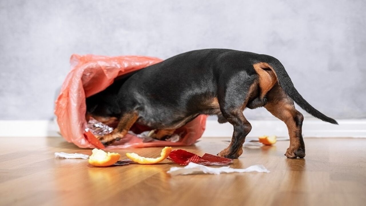 7 Real Reasons Why Your Dog Ate Maxi Pad