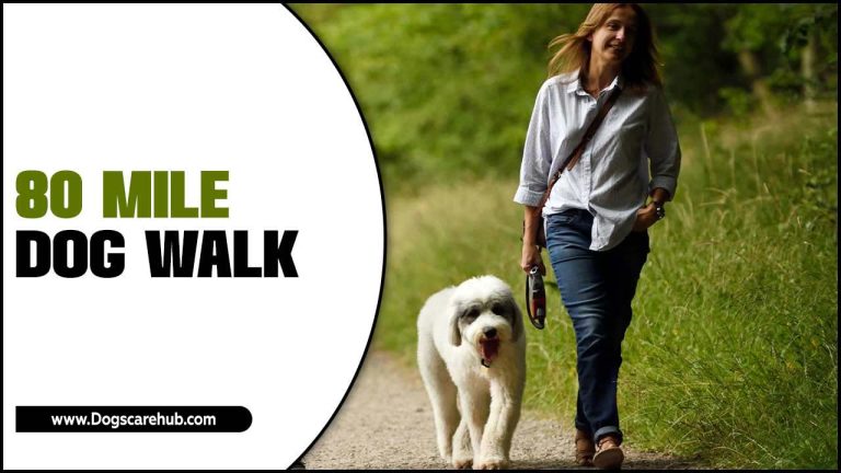 80 Mile Dog Walk Challenge: What To Know