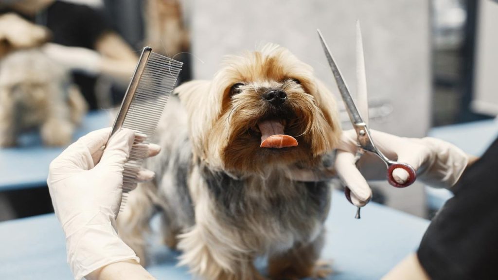 Dog Acting Weird After Grooming Decode the Quirks