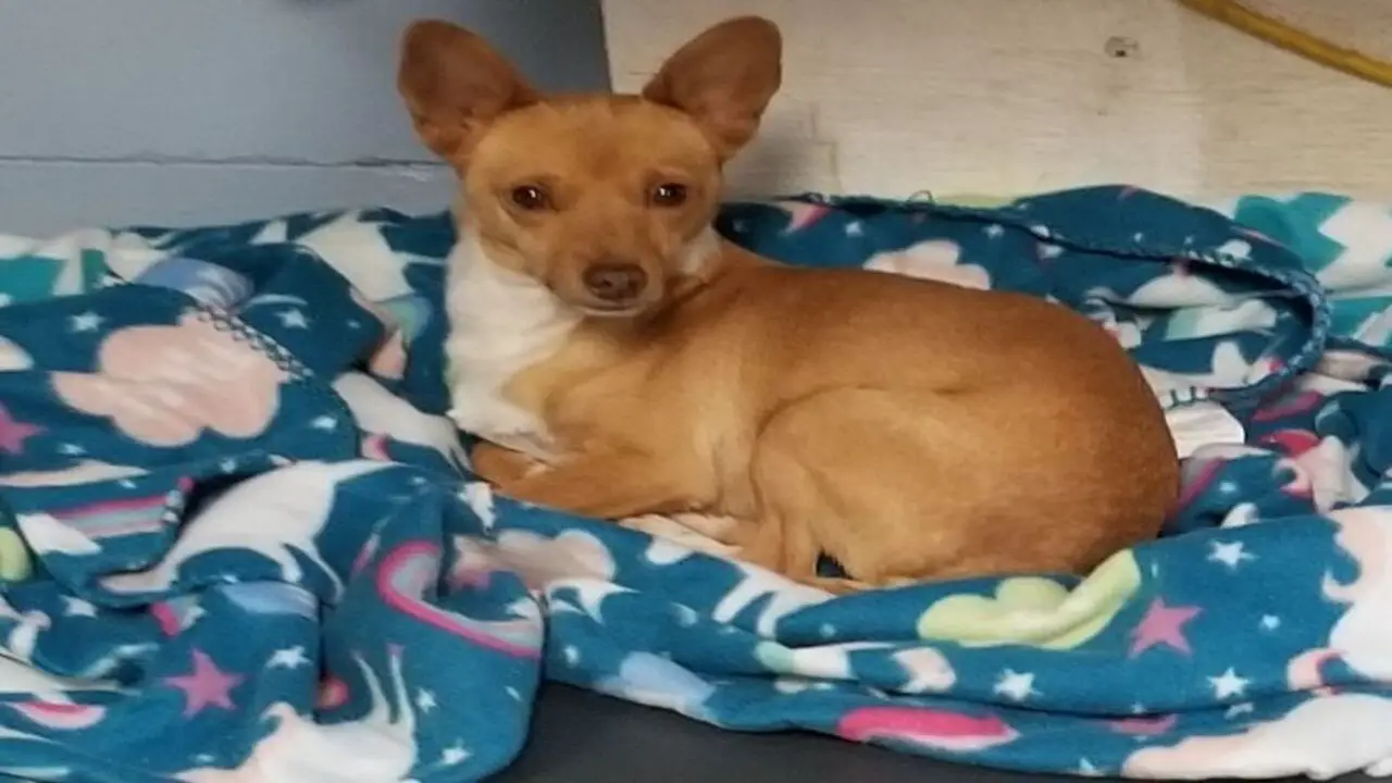 Basenji Chihuahua Mix Temperament And Behavior