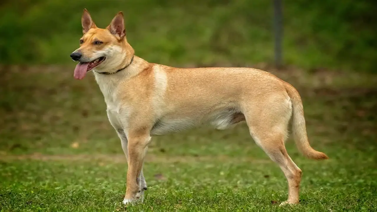 Carolina Dog German Shepherd Mix Breed Overview - At A Glance