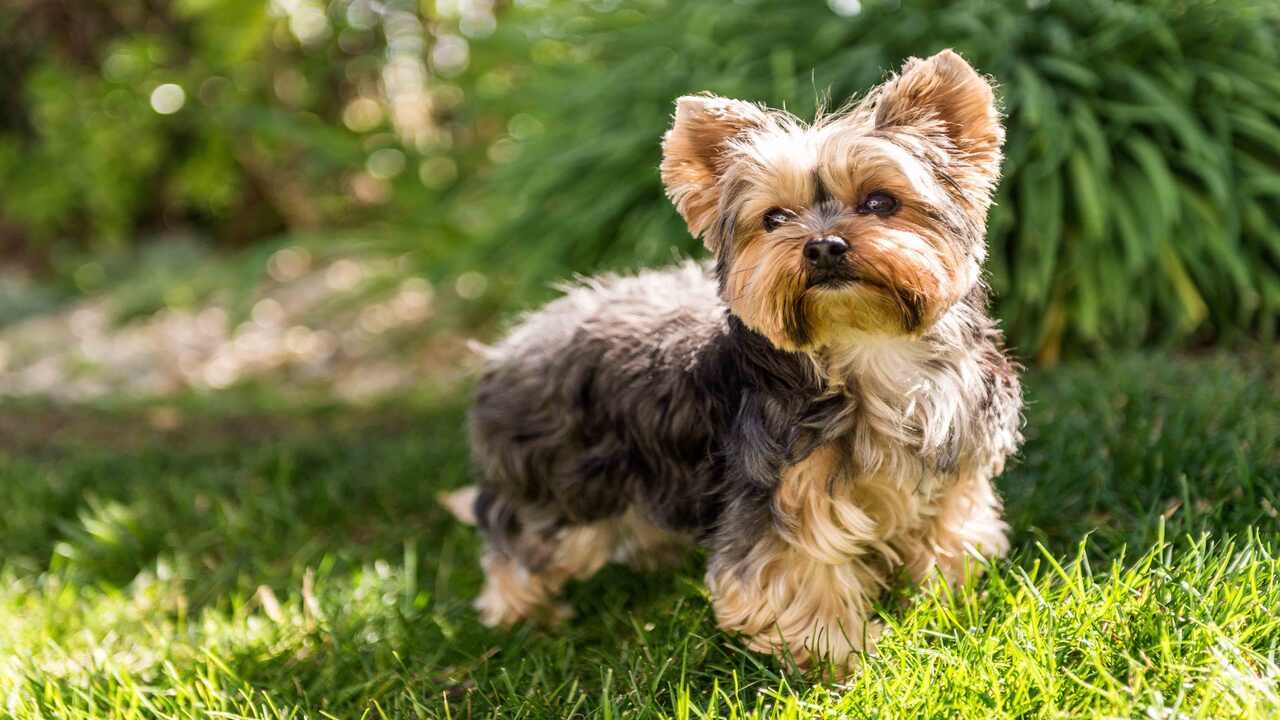 Causes Of Overweight- Yorkies