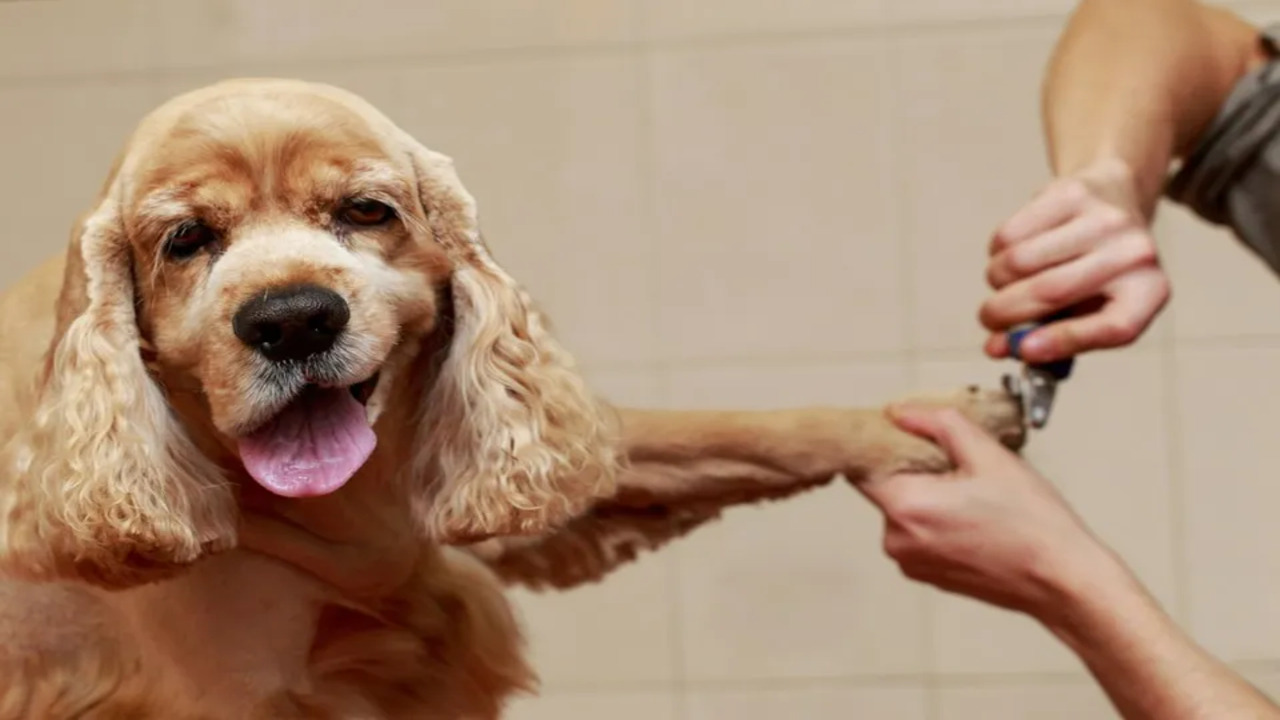 Common Causes Of Dog Acting Weird After Grooming