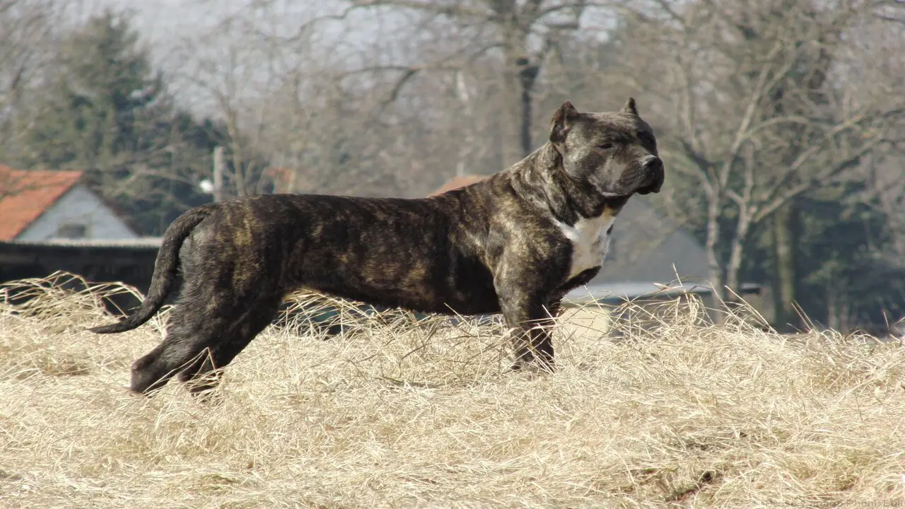 Common Health Issues And Lifespan Of The Hybrid Breed