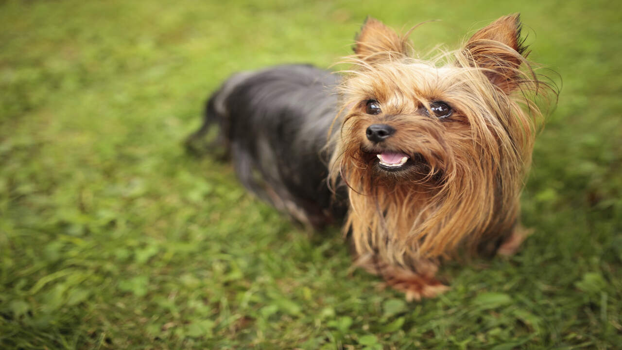 Common Mistakes To Avoid When Helping Your Yorkie Lose Weight