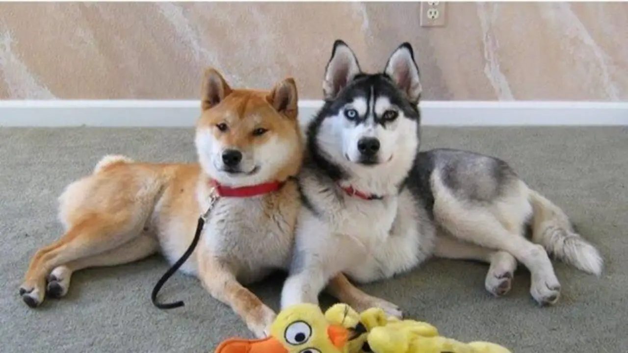 Comparing The Appearance And Size Of Shiba Inu Vs Husky
