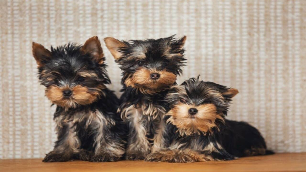 Developing A Weight-Loss Plan For Your Yorkie