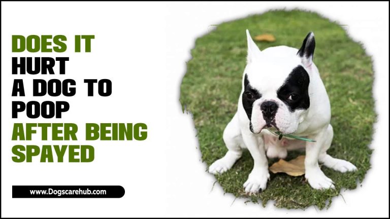 Does It Hurt A Dog To Poop After Being Spayed: What Can You Do?