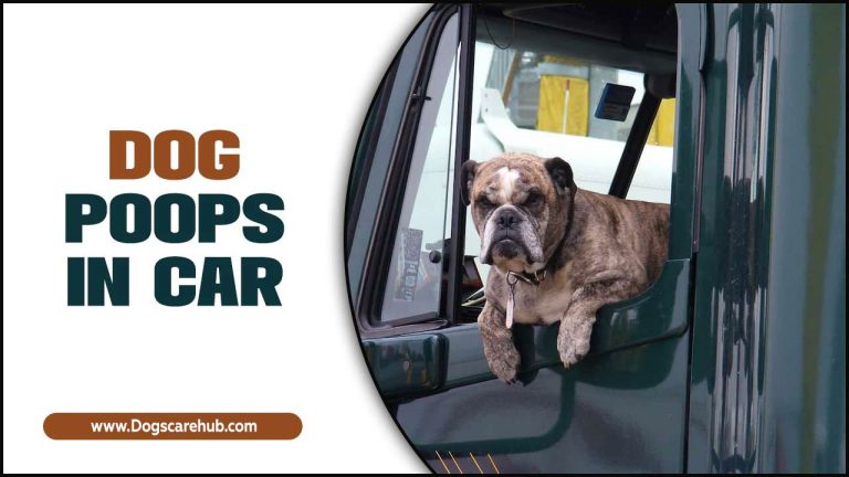 Why Your Dog Poops In Car – Complete Guide