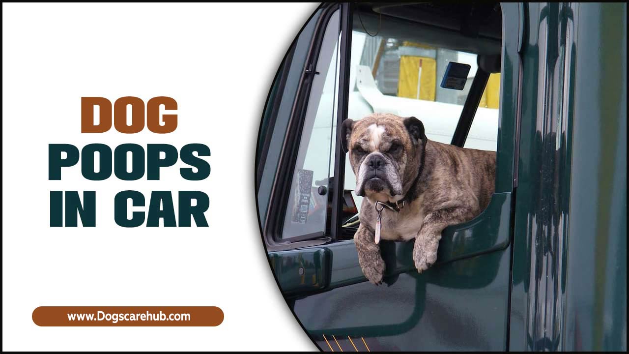 Dog Poops In Car