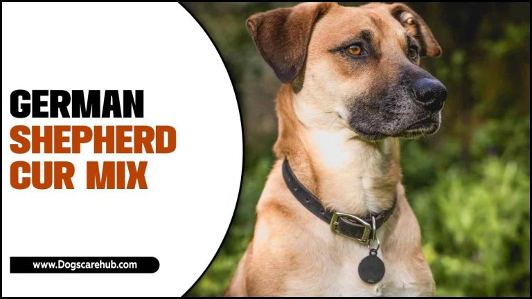 German Shepherd Cur Mix: Traits, Care, And Training