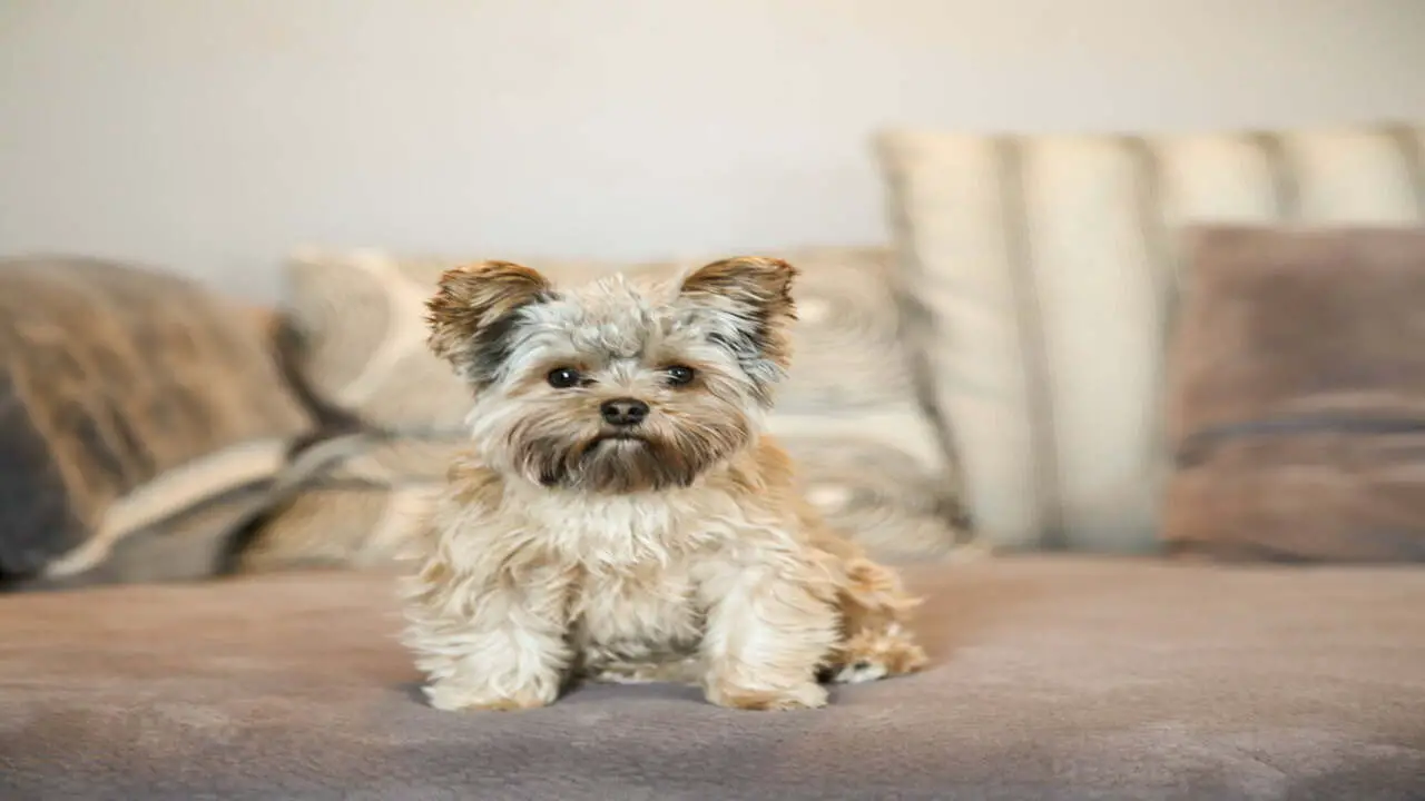 Guide On How To Help Your Overweight Yorkie Lose Weight