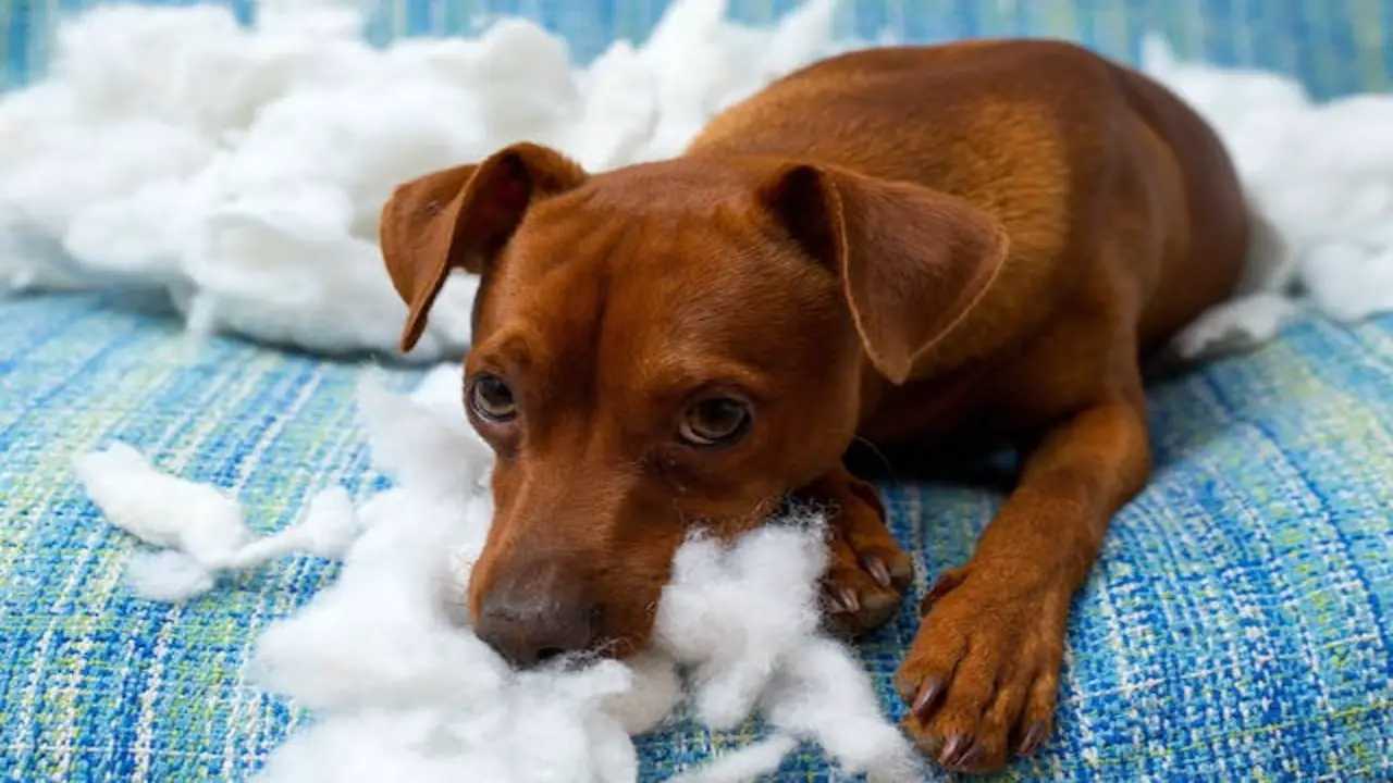 How Can You Prevent Dogs From Being Destructive