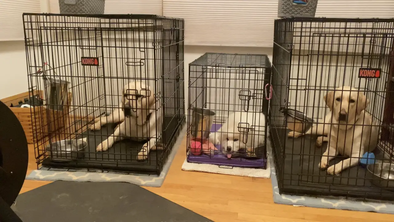 How Can You Put Two Dog Crates Next To Each Other