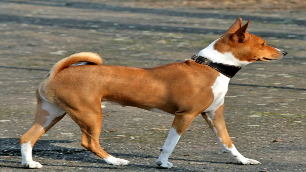 How Much Does A Basenji Chihuahua Cost