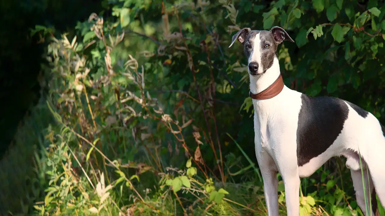 How Much Does A Border Whippet Puppy Cost