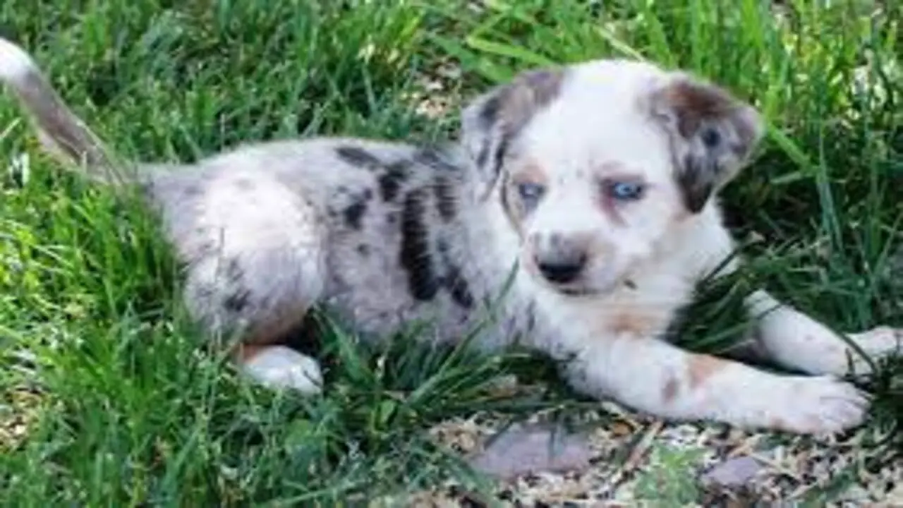 How Much Does A Catahoula Shepherd Mix Puppy Cost
