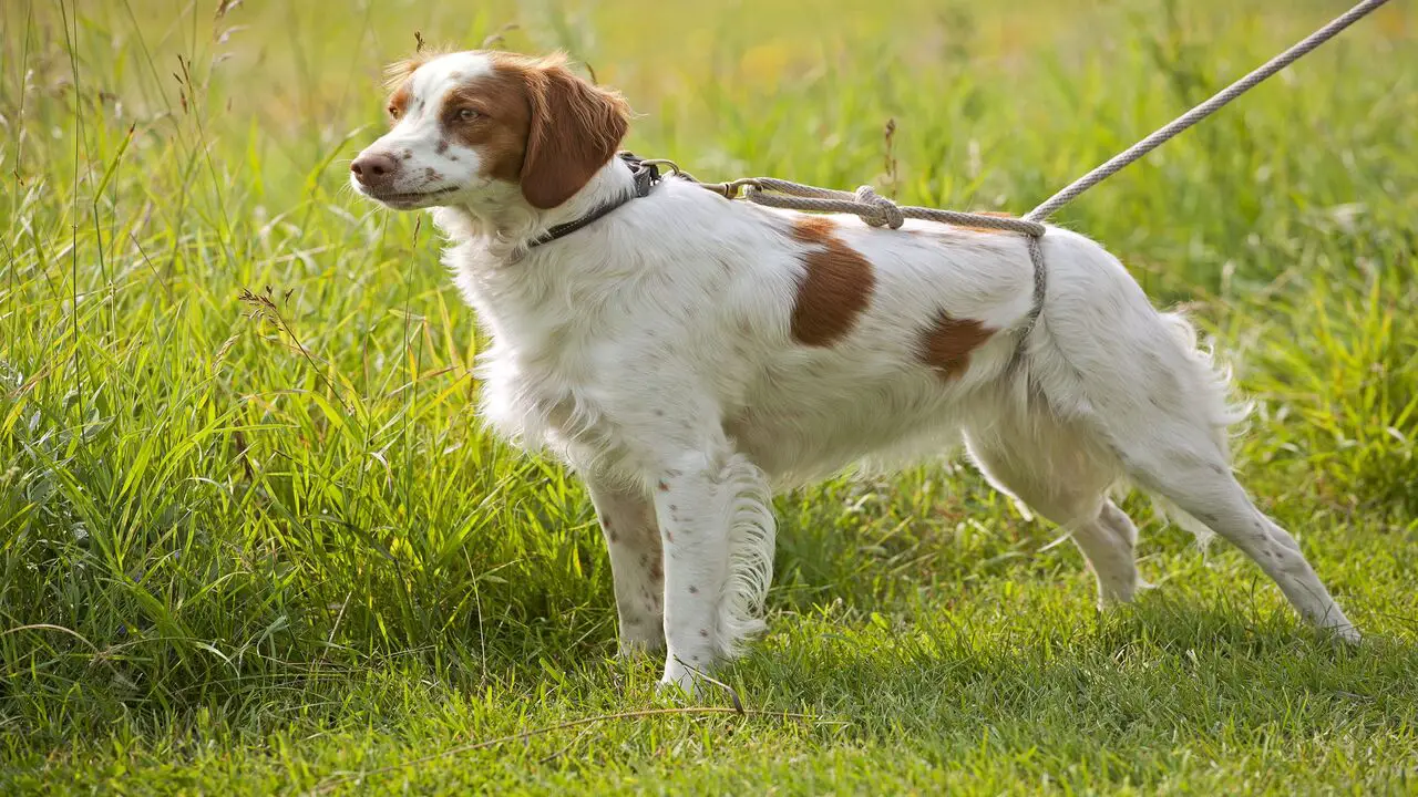 How Much Does A Springer-Spaniel Brittany Cost