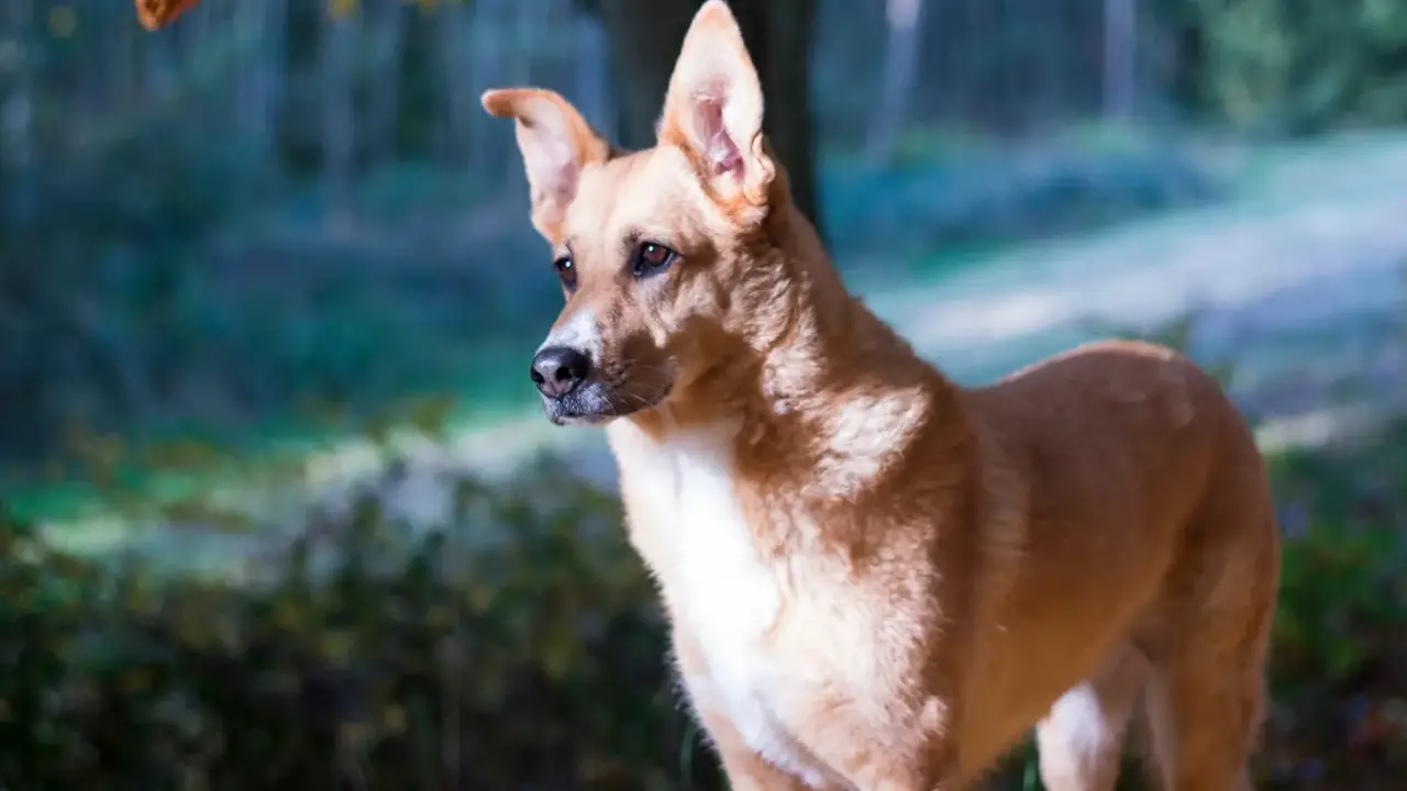 How Much Does Carolina Dog German Shepherd Cost