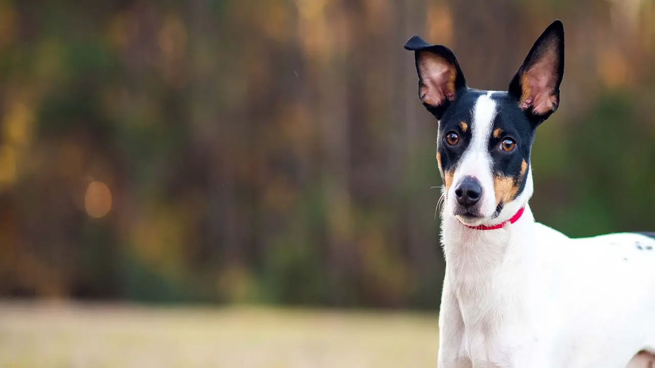 How To Adopt Rat Terrier Australian Cattle Dog Mix
