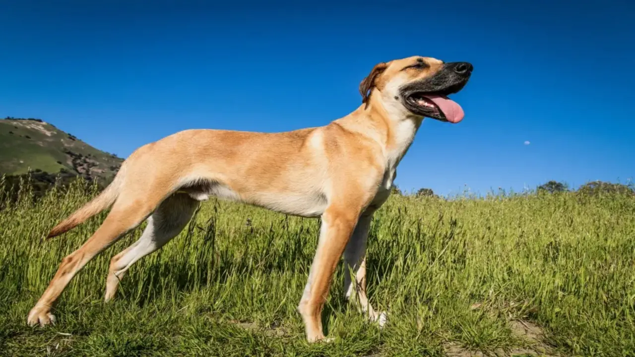 How To Care For Your German Shepherd Cur Mix