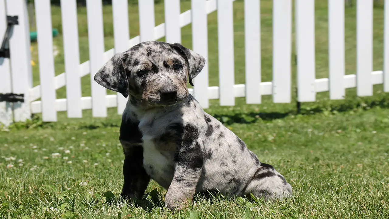 How To Grooming The Catahoula Shepherd Mix Puppies