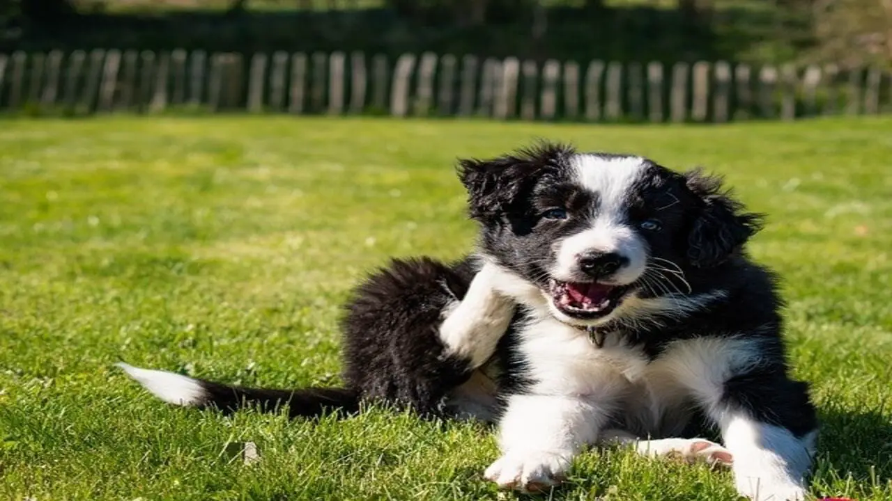 How To Potty Train Your Working Line Border Collie Puppy