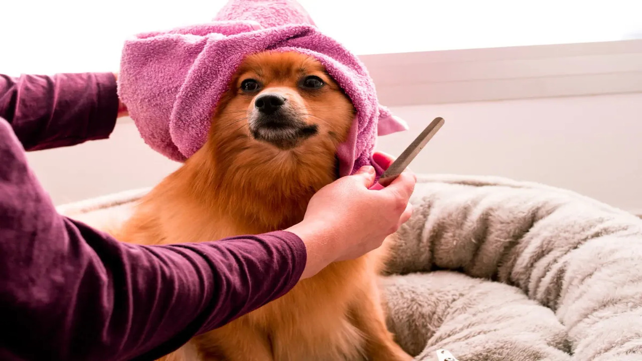 How To Prevent Your Dog From Acting Weird After Grooming In The Future