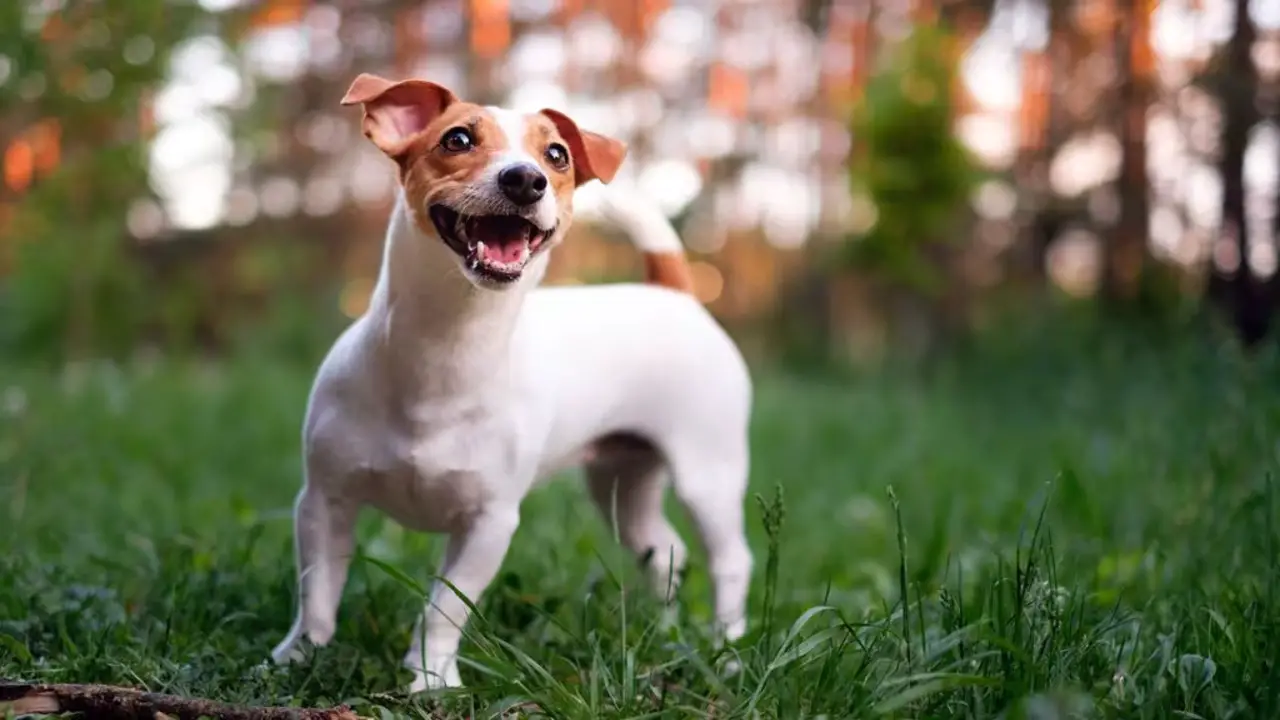 How To Train A Jack Russell Terrier Tail