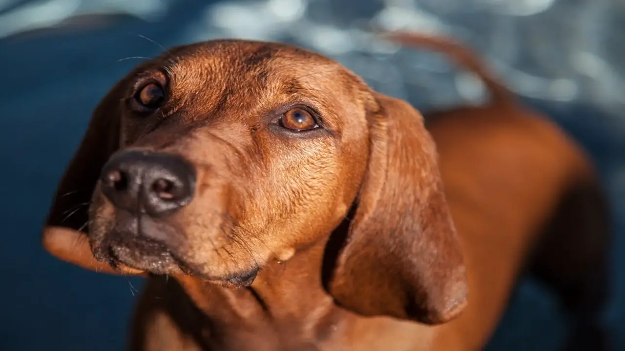 How To Training The Redbone Lab Mix