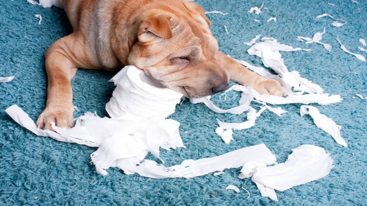 How To Treat And Prevent When Dog Ate Napkin