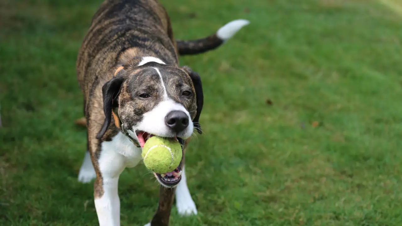 How To Treat And Prevent When Dog Ate Tennis Ball