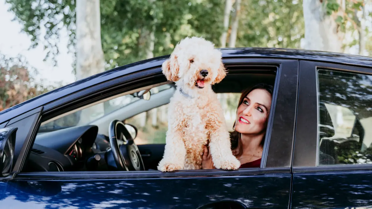 Importance Of Gradual Familiarization With Car Rides dog