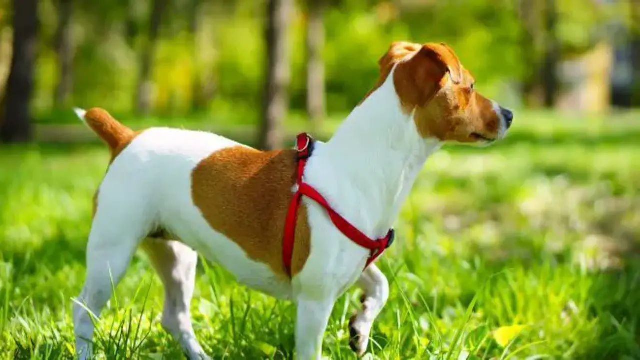 Jack Russell Terrier With Tail: The Pros And Cons Of Tail Cocking A Jack Russell Terrier