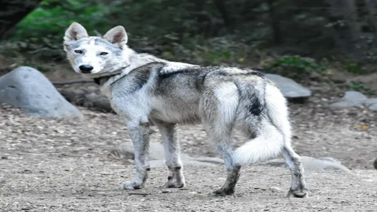 Low Content Wolfdog Characteristics
