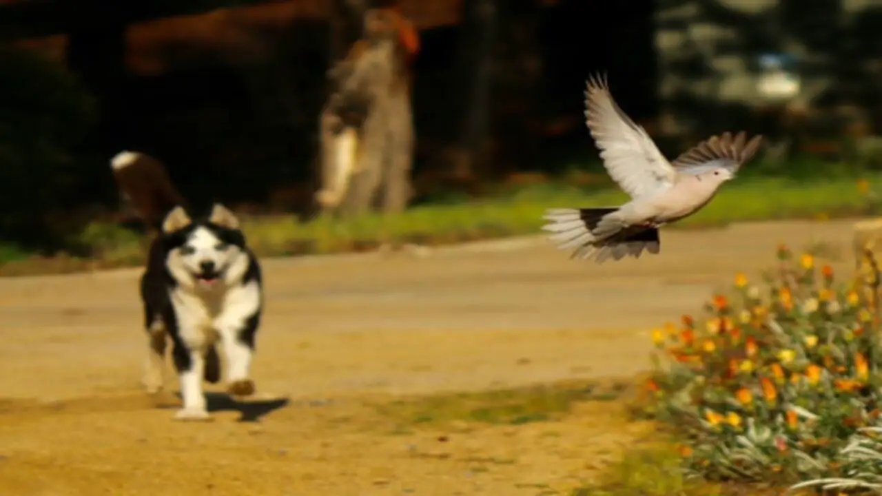 Managing Your Dog's Access To Birds