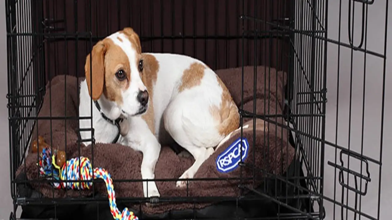 Monitoring Interactions Between Dogs In Separate Crates