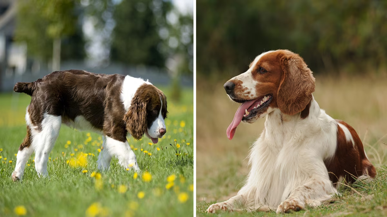 Origin And History Of The Brittany Spaniel Breeds