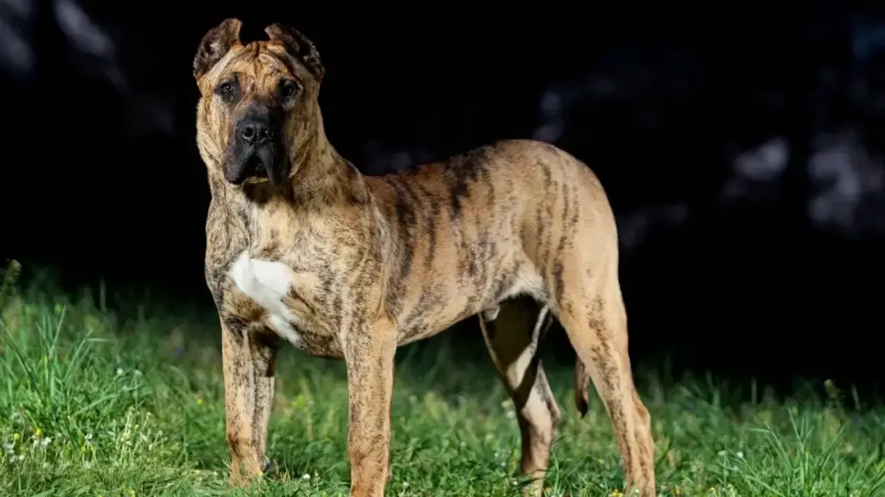 Pitbull Mixed With Presa Canario Breed Overview: At A Glance