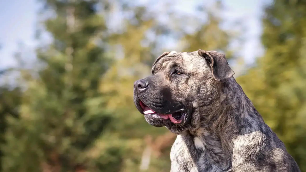 Pros And Cons Of Owning A Pitbull Presa Canario Mix