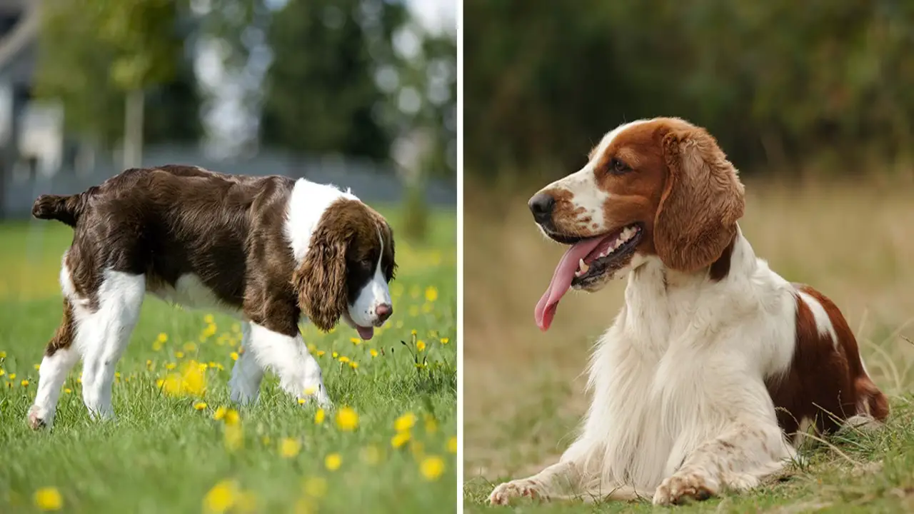 Pros And Cons Of Owning A Springer Spaniel