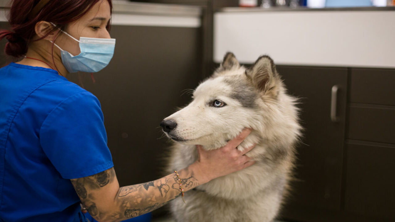 Providing Care For Rescued Huskies
