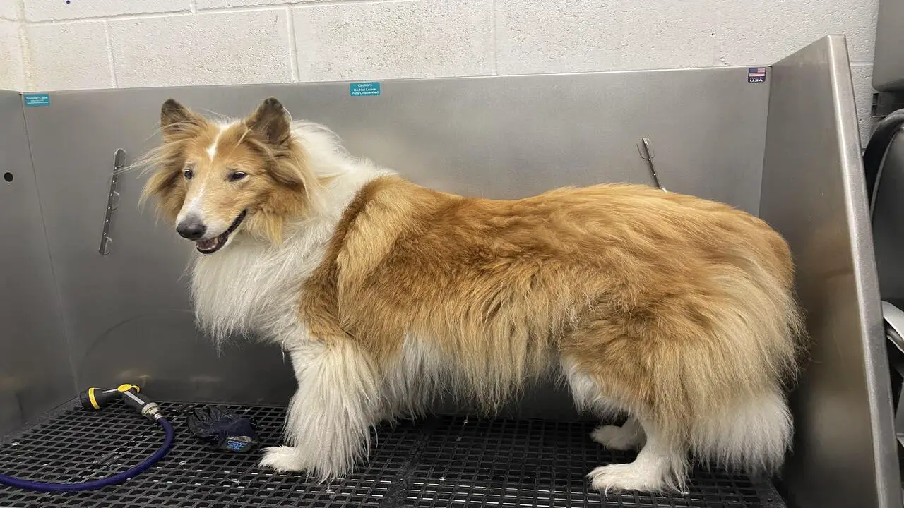 Quick Facts About The Shaved -Collie