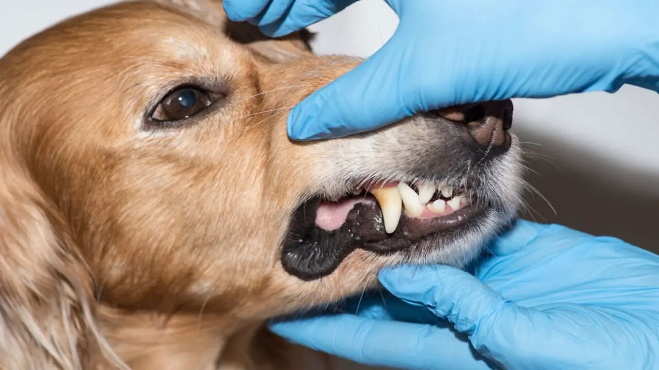 Reasons Behind Dog Acting Strange After Teeth Cleaning