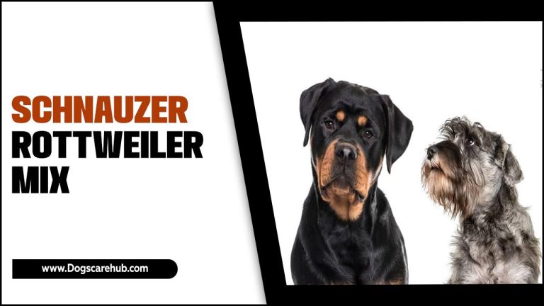 Schnauzer Rottweiler Mix: A Comprehensive Guide