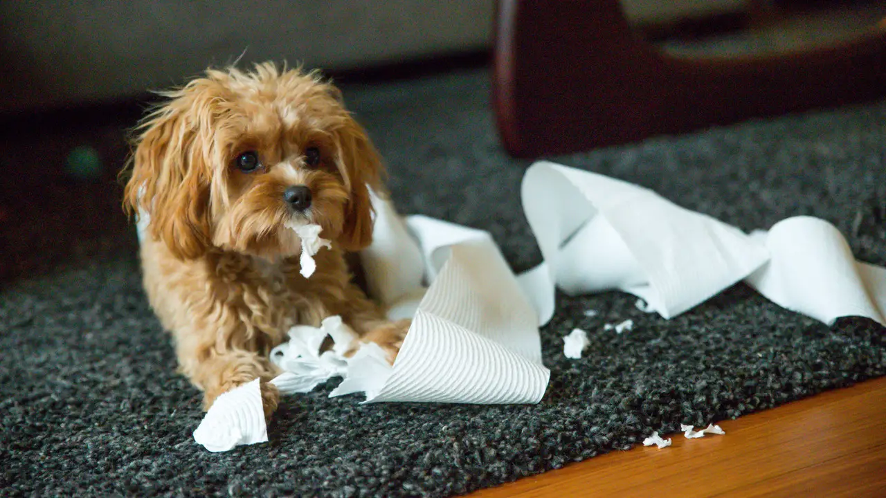 Signs And Symptoms Of A Dog Eating A Napkin