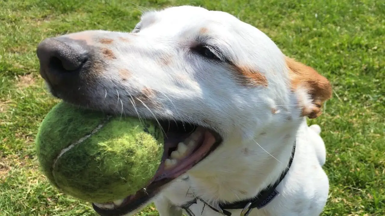 Signs And Symptoms Of A Dog Swallowing A Tennis Ball