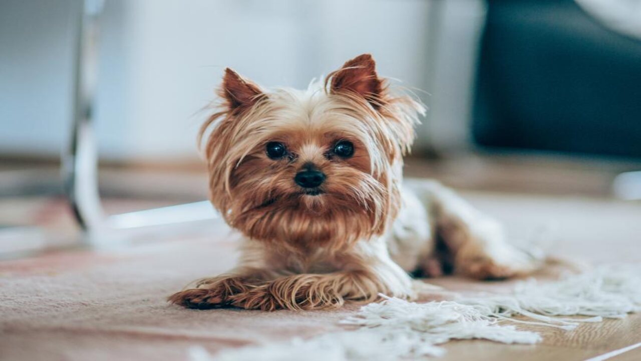 Signs Of Overweight -Yorkies